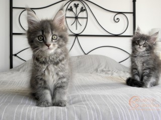 Maine Coon kittens