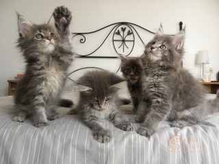 Maine Coon kittens