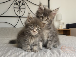 Maine Coon kittens