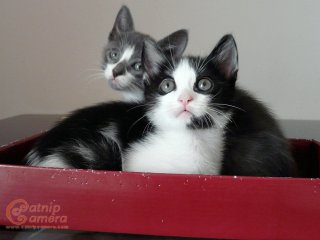 Two kittens in a box
