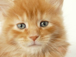 Ginger kitten