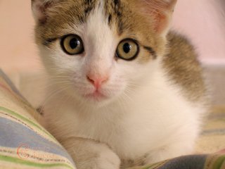 Kitten