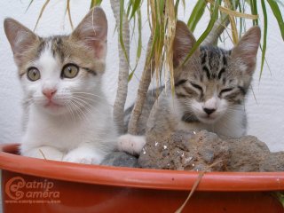 Two kittens