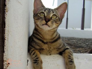 Tabby kitten