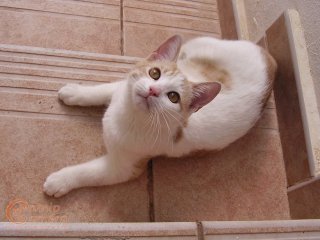 Kitten