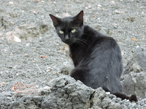 Black Cats | Catnip CameraCatnip Camera