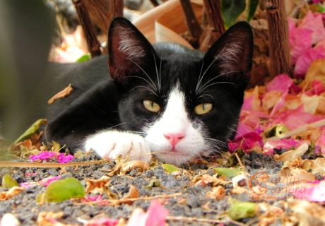 Black and White Cat