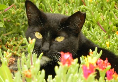 Black and White Cat