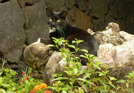 Black and White Cat