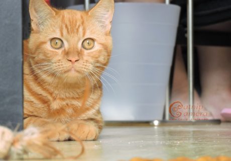 Ginger Cat