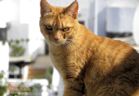 Ginger Cat