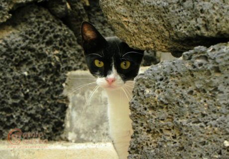 Black and White Cat