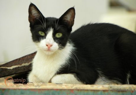 Black and White Cat