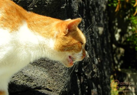 Ginger and White Cat