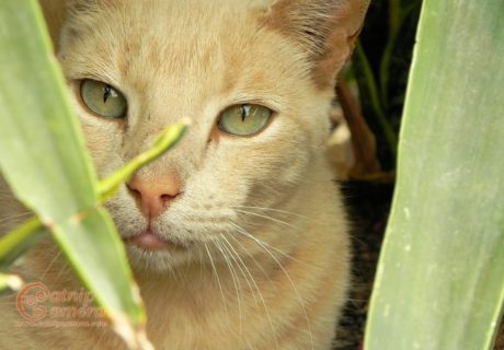 Ginger Cat