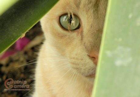 Ginger Cat