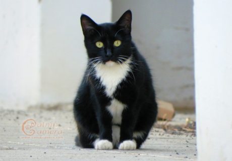 Black and White Cat