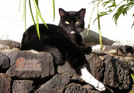 Black and White Cat