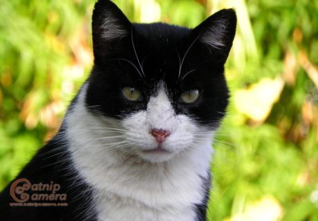 Black and White Cat