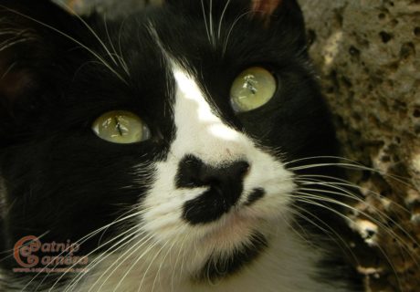 Black and White Cat