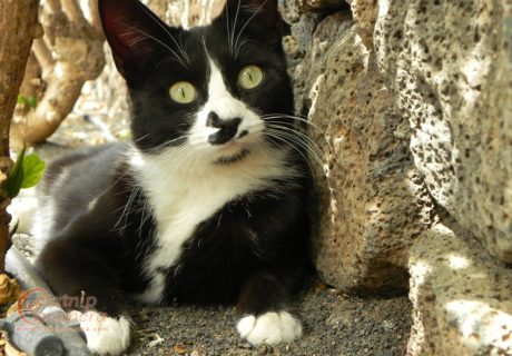 Black and White Cat