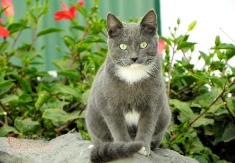 Grey and White Cat