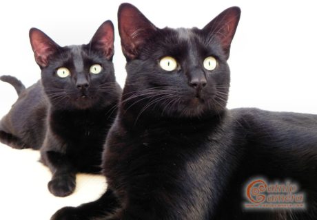 Two black cats