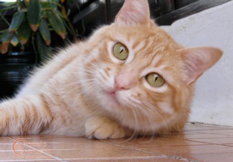 Ginger Cat