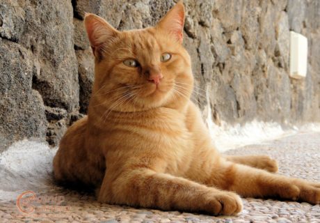 Ginger Cat