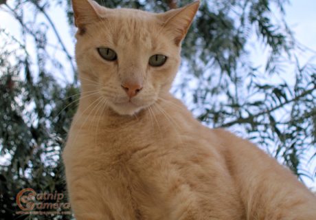 Ginger Cat