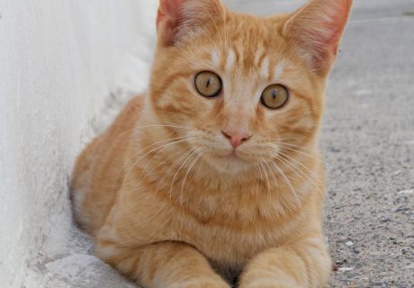 Ginger Kitten