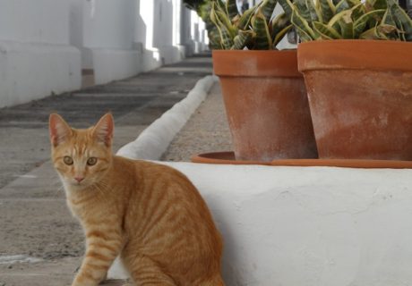 Ginger Kitten