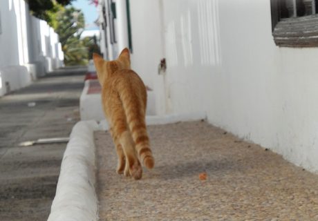 Ginger Cat