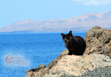 Feral Black Cat in Lanzarote