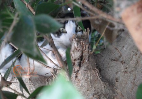 Black and White Cat