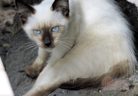 Siamese Colour Kitten
