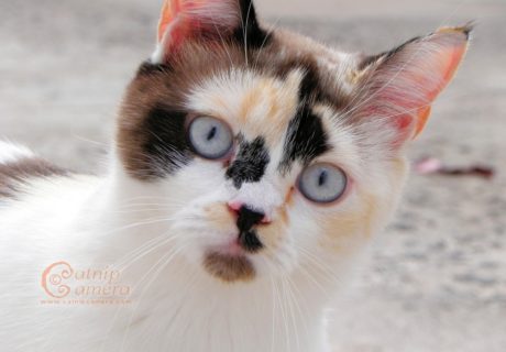 Tortie and White Cat with blue eyes