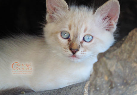 Siamese Colour Kitten