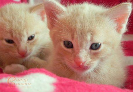 Ginger Kittens