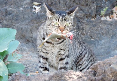 Tabby Cat with fish
