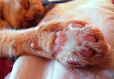 Ginger paws