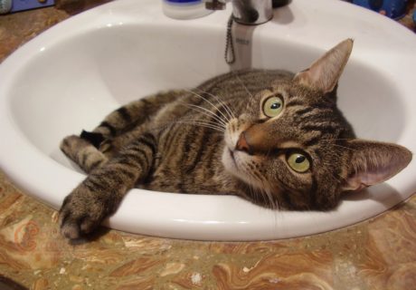 Tabby Cat in sink