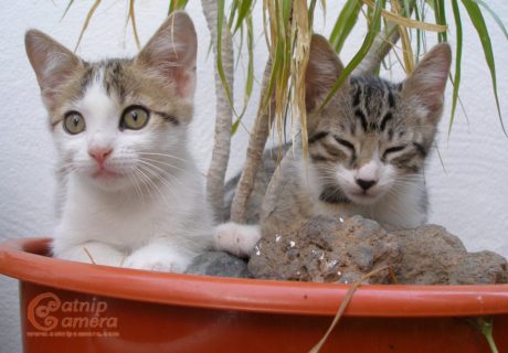 Kittens in Flowerpot