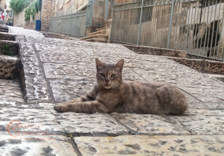 Street Cats of Jerusalem