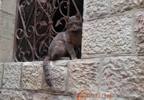 Street Cats of Jerusalem