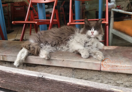 Street Cats of Jerusalem