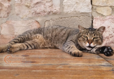 Street Cats of Jerusalem