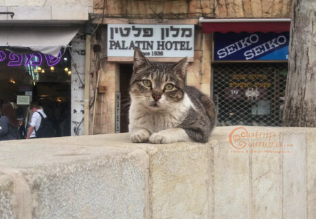 Street Cats of Jerusalem