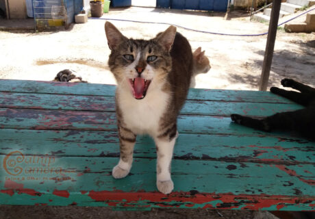 Street Cats of Jerusalem