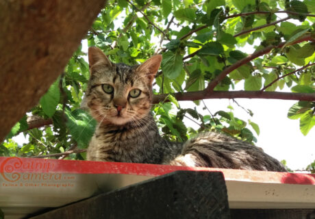 Street Cats of Jerusalem